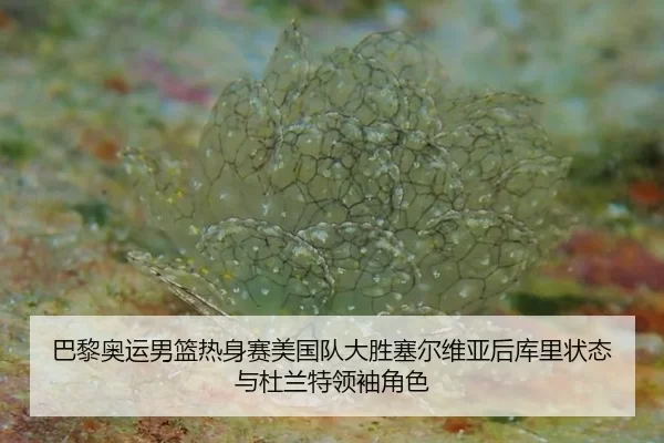 ba-li-ao-yun-nan-lan-re-shen-sai-mei-guo-dui-da-sheng-sai-er-wei-ya-hou-ku-li-zhuang-tai-yu-du-lan-te-ling-xiu-jue-se-3-376.jpg